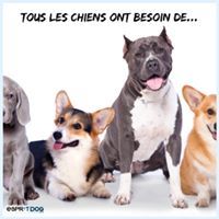 De Loargann - PROPOSITION DE LOI CONCERNANT LES CHIENS