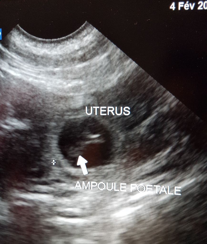 De Loargann - GESTATION CONFIRMEE