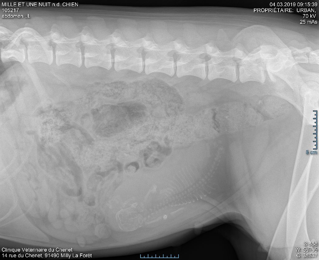 De Loargann - Radiographie