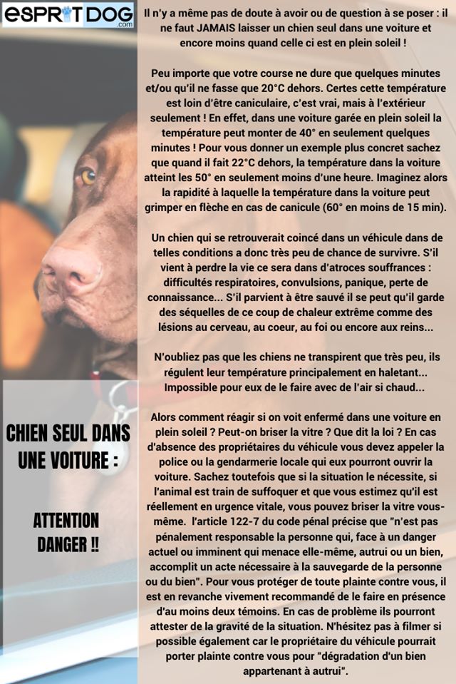 De Loargann - CHIEN SEUL DANS LA VOITURE !!!!!!!